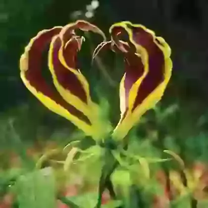 Gloriosa (Glory Lily)